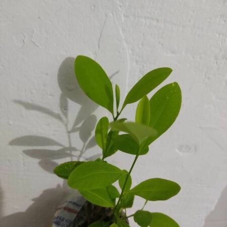 Купить Черенок Коки (erythroxylum coca) живое растение