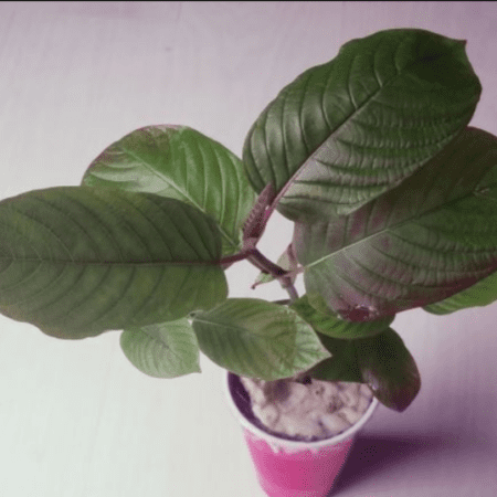 Купить Черенок кратом Kratom, Ketum (Mitragyna speciosa) (живое растение)