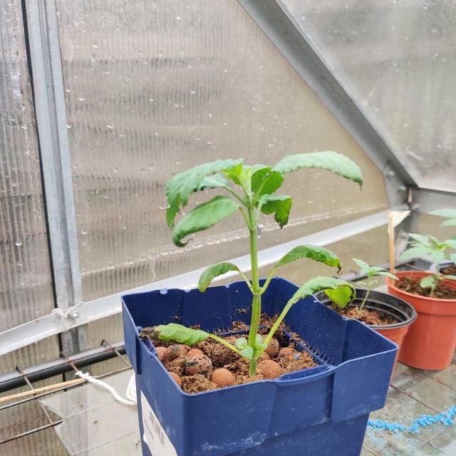 Купить Черенок сальвия дивинорум (шалфей предсказатель) Salvia divinorum