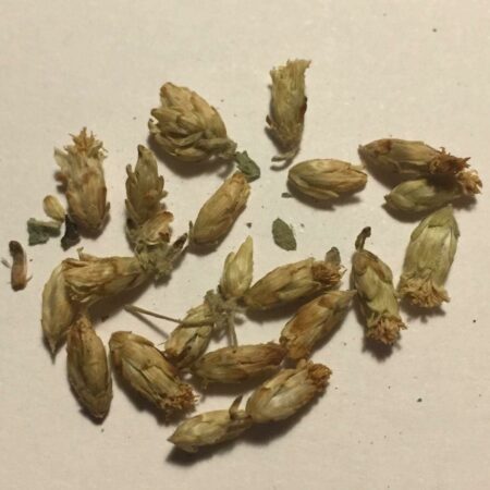 Купить Семена Калеи закатечичи (Calea zacatechichi)