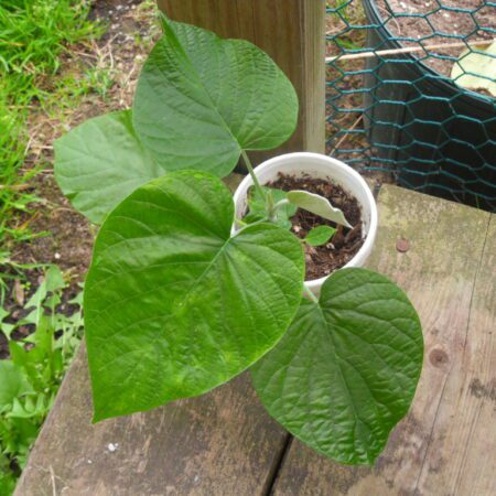 Купить Черенок Argyreia Nervosa var. Nervosa “Hawaiian Strain”