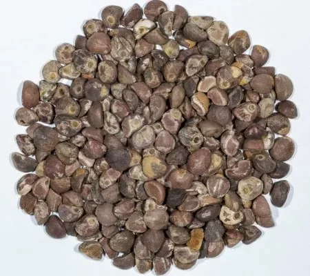 Купить Семена Малая гавайская древовидная роза (Argyreia nervosa)