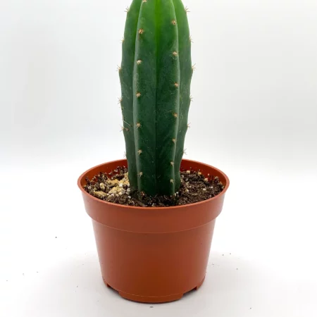 Купить Живой кактус san pedro Trichocereus pachanoi