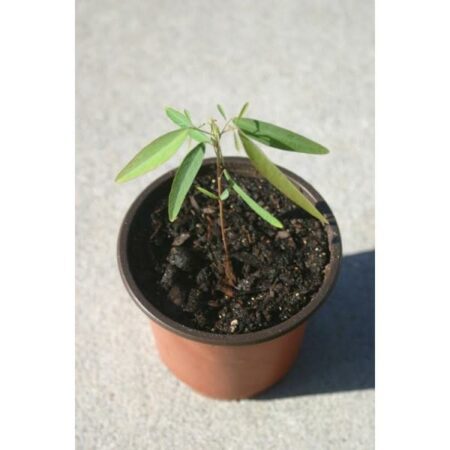 Купить черенок Desmodium Gyrans (Telegraph Plant)