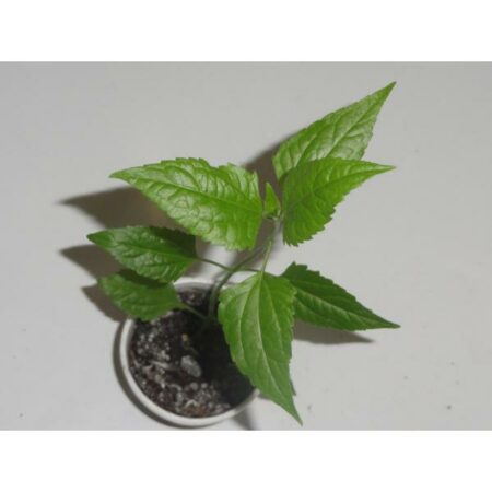 Купить Черенок Калеи закатечичи (Calea zacatechichi)