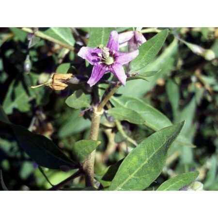 Купить черенок Lycium Barbarum (Goji Berry)