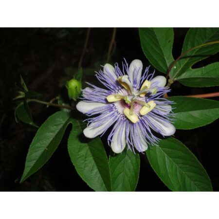 Купить черенок Passiflora Incarnata (Purple Passion Flower)