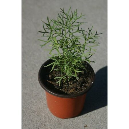 Купить черенок Peganum Harmala (Syrian Rue)