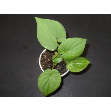 Купить черенок Piper Auritum (Rootbeer Plant / False Kava)