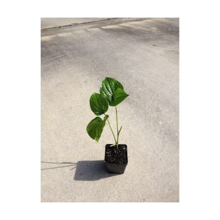 Купить черенок Piper Nigrum (Black Pepper / Peppercorn)