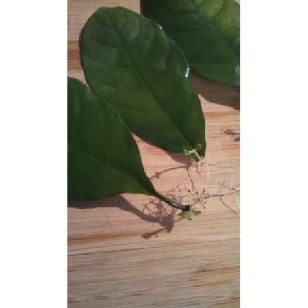Купить черенок Pyschotria Carthagenensis (Amyruca) Rooted Leaf SPROUT