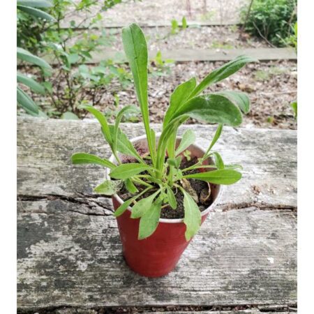 Купить черенок Silene Capensis (African Dream Root)