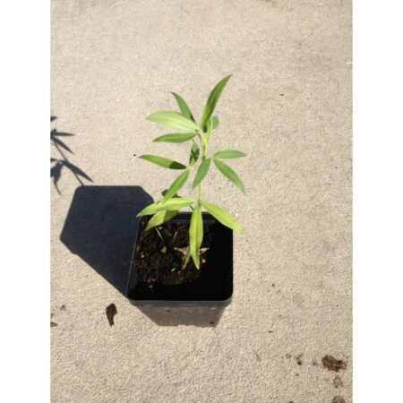 Купить черенок Zornia Latifolia (Maconha Brava)