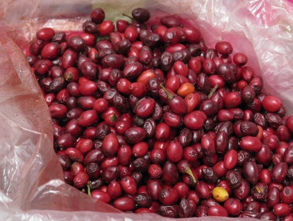 Купить Семена коки (Erythroxylum coca) 25 штук