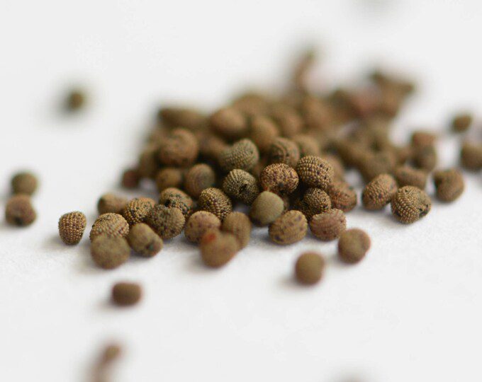 Купить семена Силена Капенсис, Silene Capensis ( Silene undulata, Корень сновидений)