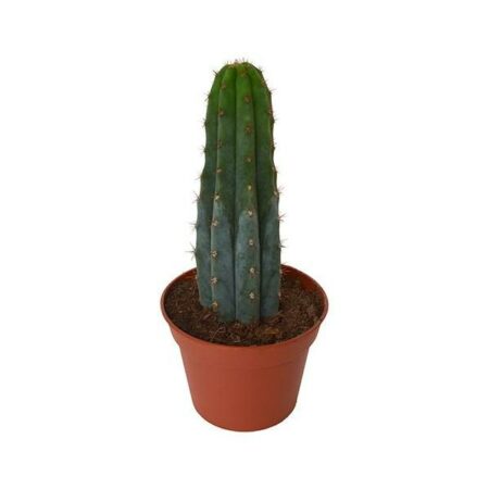 Купить Живой кактус Peruvian Torch (Кактус Перувиан Торч, Trichocereus peruvianus)