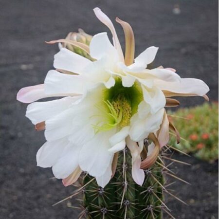 Купить Кактус Echinopsis lageniformis (Bolivian Torch Cactus) 150 грамм