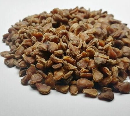 Купить Семена Datura inoxia (дурман индейский)