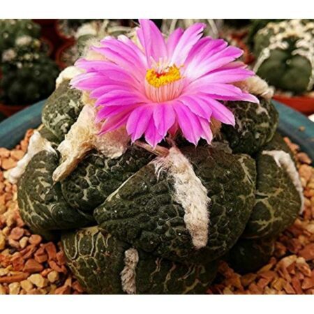 Купить Семена Ariocarpus fissuratus