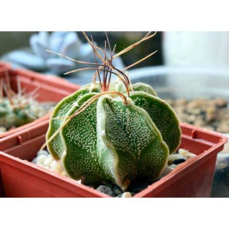 Купить Семена Astrophytum capricorne cv. Weise stachel