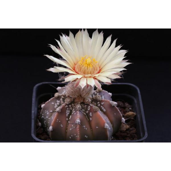 Купить Семена Astrophytum capricorne х asterias cv. Super Kabuto