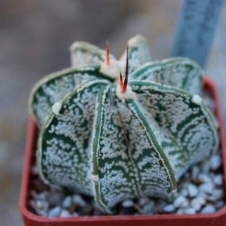 Купить Семена Astrophytum capricorne tmavy trn