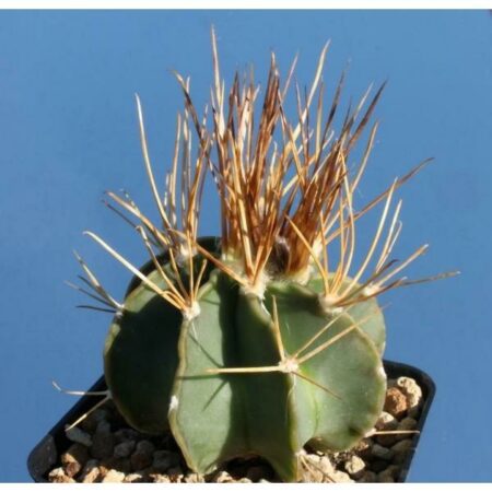 Купить Семена Astrophytum capricorne var. crassispinum