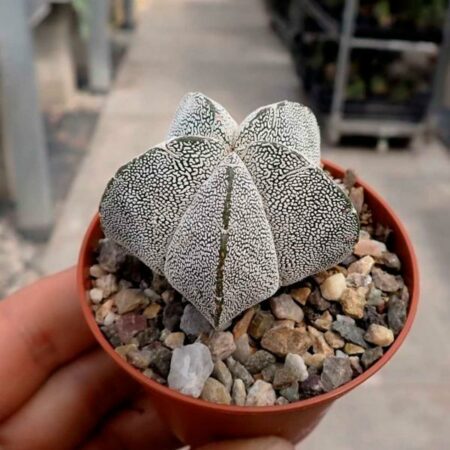 Купить Семена Astrophytum myriostigma MIX