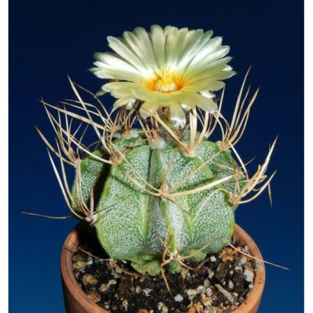Купить Семена Astrophytum niveum