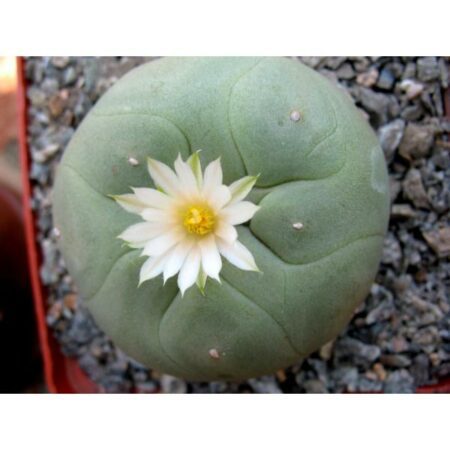 Купить Семена Lophophora echinata