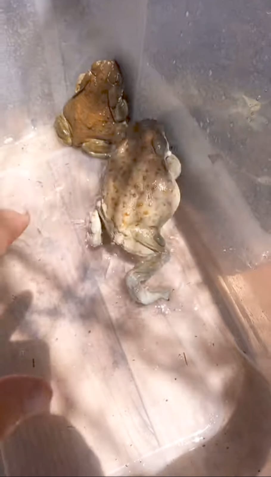 Купить жабу буффо альвариус | заказать жаба буффо альвариус