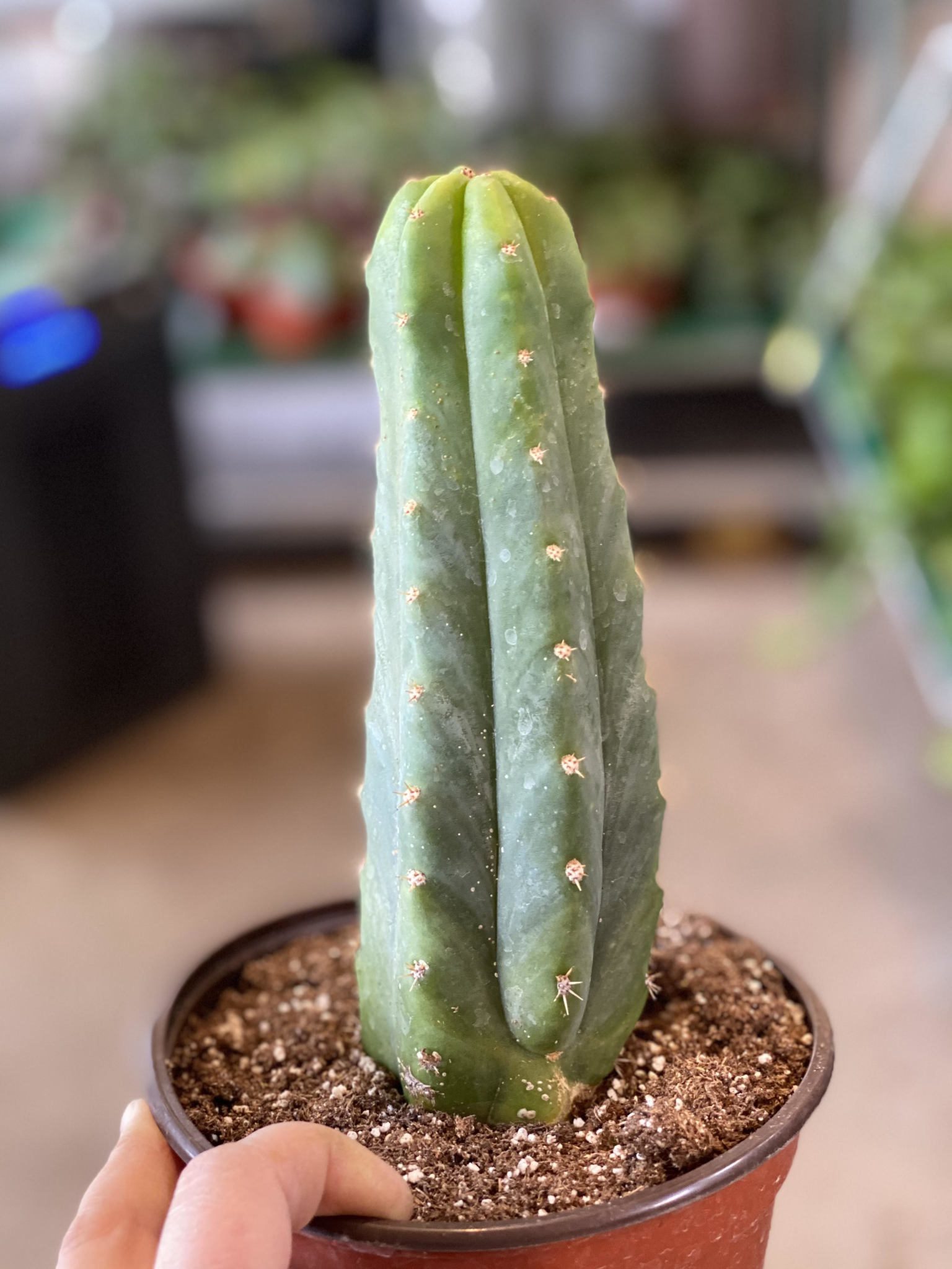 Купить живой кактус San Pedro | пудра | экстракт | сан педро сухой